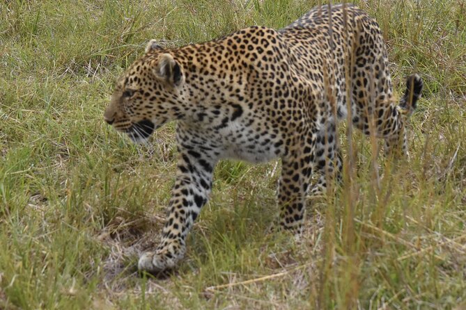 3 Days Gamedrive Safari In Masai Mara From Nairobi - Day one: Rift Valley views and the first Mara drive