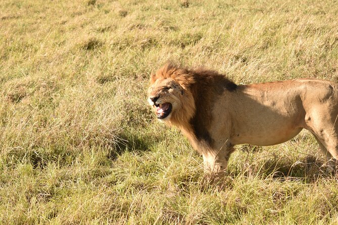 3 Days Gamedrive Safari In Masai Mara From Nairobi - Day three: an early final chance before Nairobi