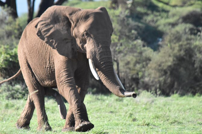 3 Days Gamedrive Safari In Masai Mara From Nairobi - Meals, packing, and daily comfort