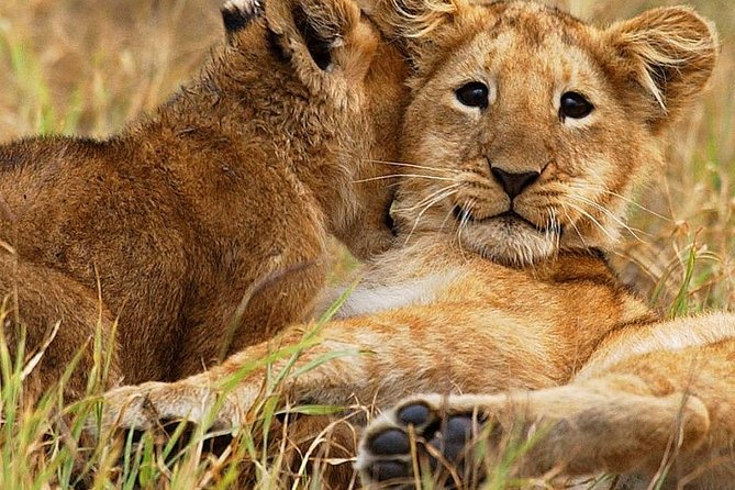 3 days group joining safari to Maasai Mara with a Land Cruiser Jeep - Tented accommodation and what to expect at night
