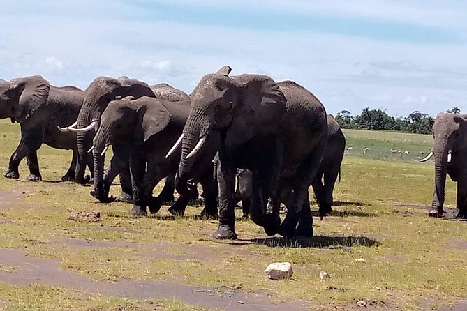 3 days group joining safari to Masai Mara with a Land CruiserJeep - Tented camp nights at Miti Mingi or a similar property