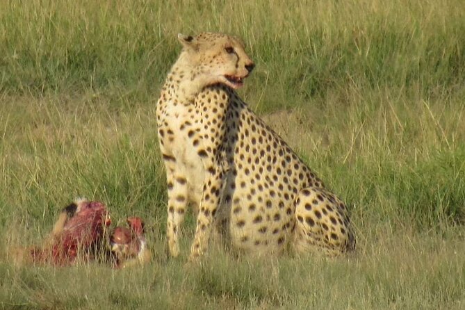 3 days group joining safari to Masai Mara with a Land CruiserJeep - Day two: the safari day that matters most