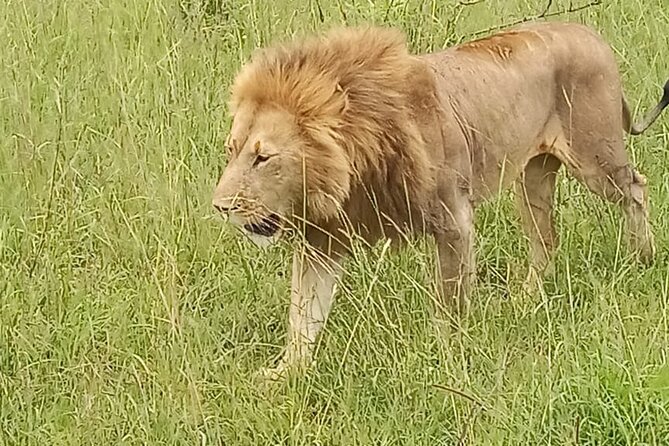 3 days group joining safari to Masai Mara with a Land CruiserJeep - The Land Cruiser and shared-safari tradeoff