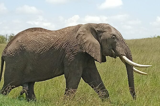 3 days group joining safari to Masai Mara with a Land CruiserJeep - The first game drive at about 4:30 p.m.