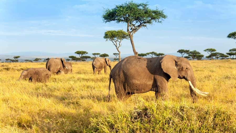 3 days group safari to maasai mara with a 4x4 landcruiser - Day two, a full day among the Mara’s wildlife