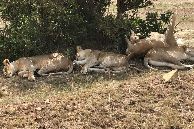 3 Days Maasai Mara Budget Group Safari - The safari van and group size
