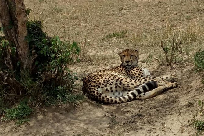 3 Days Maasai Mara Budget Group Safari - Day two: the main 12-hour wildlife drive