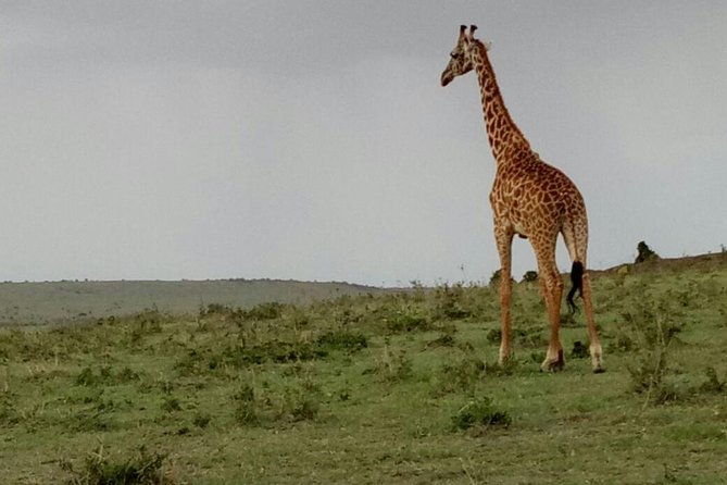 3 Days Maasai Mara Budget Group Safari - Day three: one last search before Nairobi