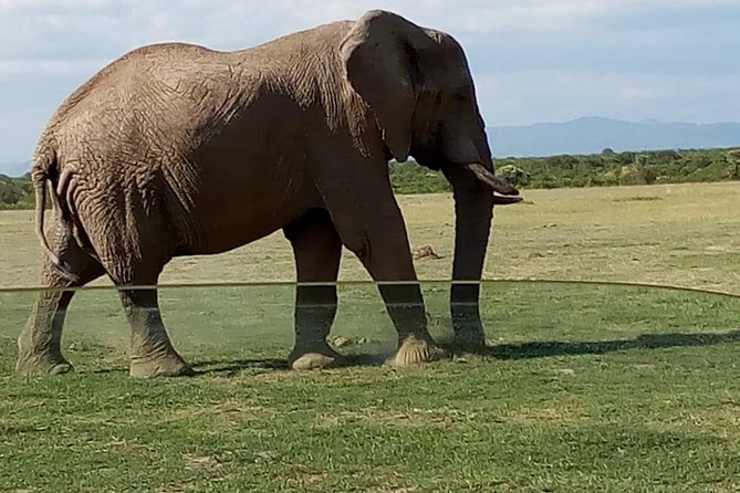 3 Days Maasai Mara Budget Group Safari - Communication and choosing the right operator