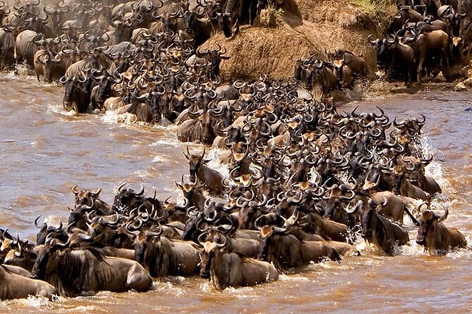 3-Days Maasai Mara Camping Safari on 4x4 Land Cruiser Jeep - Day two, the safari day that matters most
