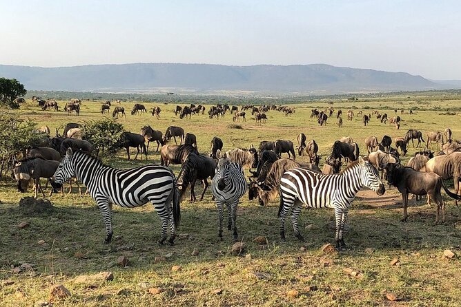 3-Days Maasai Mara Camping Safari on 4x4 Land Cruiser Jeep - Adding a Maasai village visit for $20