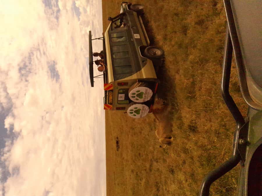 3 Days Maasai Mara Group Safari using a 4x4 Landcruiser - What this Maasai Mara safari is really offering