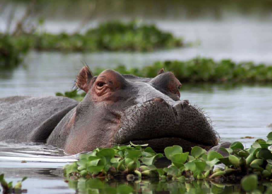 3 Days Maasai Mara Group Safari using a 4x4 Landcruiser - Day two puts the emphasis on wildlife
