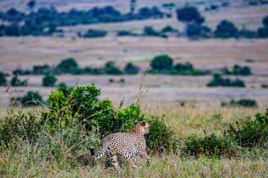 3 Days Maasai Mara Group Safari using a 4x4 Landcruiser - Why the Landcruiser makes a difference