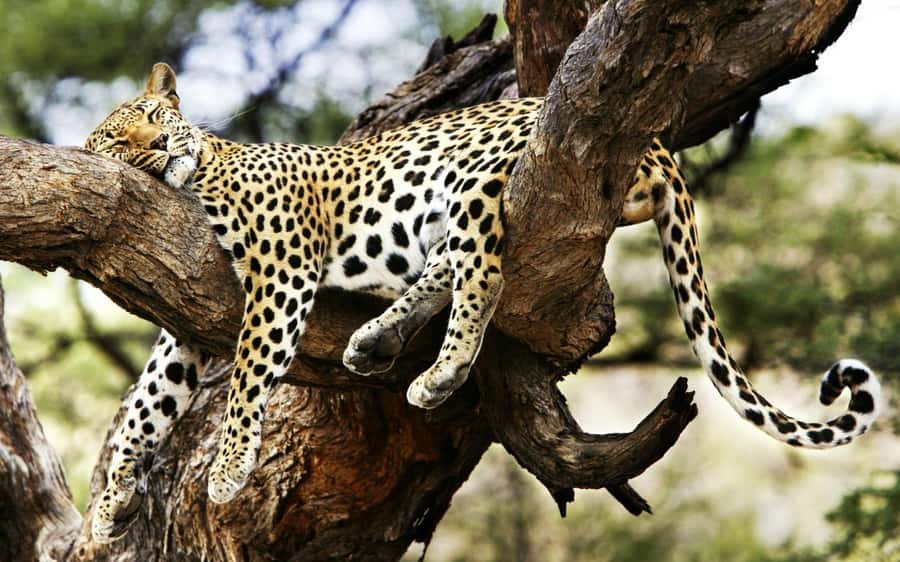 3 Days Maasai Mara Group Safari using a 4x4 Landcruiser - The price needs careful reading