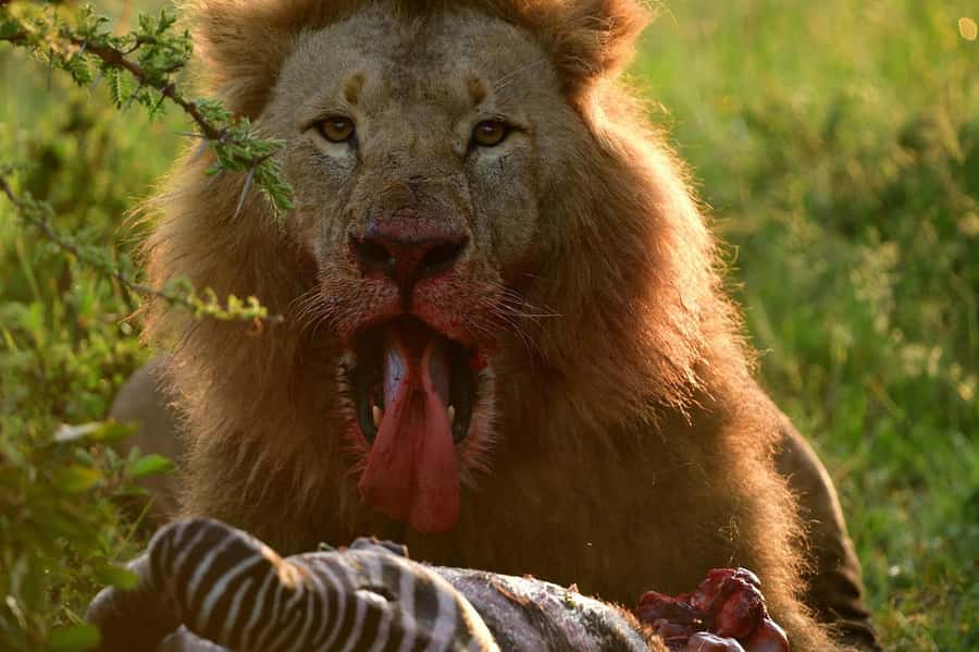 3 Days Maasai Mara Group Safari using a 4x4 Landcruiser - Day three, a short final morning and the road to Nairobi