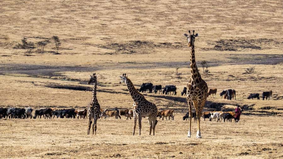 3 Days Maasai Mara Group Safari using a 4x4 Landcruiser - Who will like this safari most