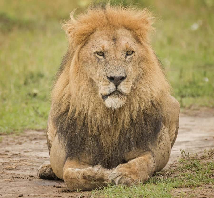 3 Days Maasai Mara Group Safari using a 4x4 Landcruiser - What to bring for three active days