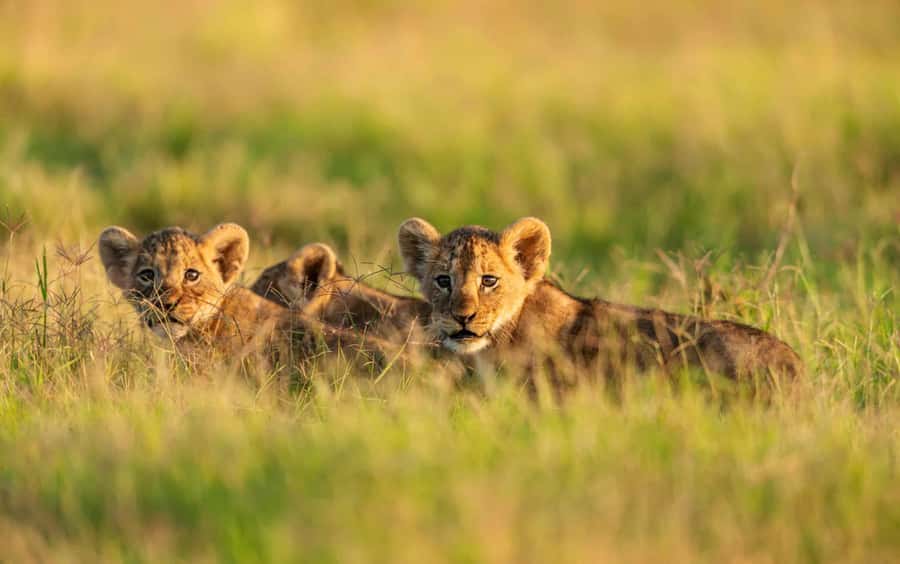 3 Days Maasai Mara Group Safari using a 4x4 Landcruiser - Nairobi to the Mara, with a stop at the Rift Valley viewpoint