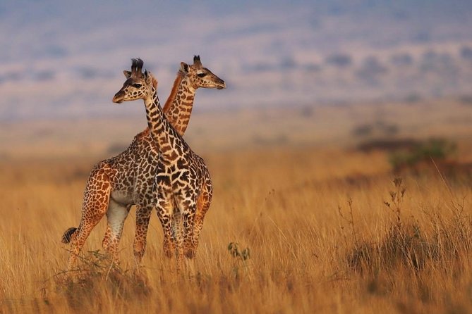 3 Days Maasai Mara Guided Safari from Nairobi - Day one: Nairobi, the Rift Valley, and a first Mara drive