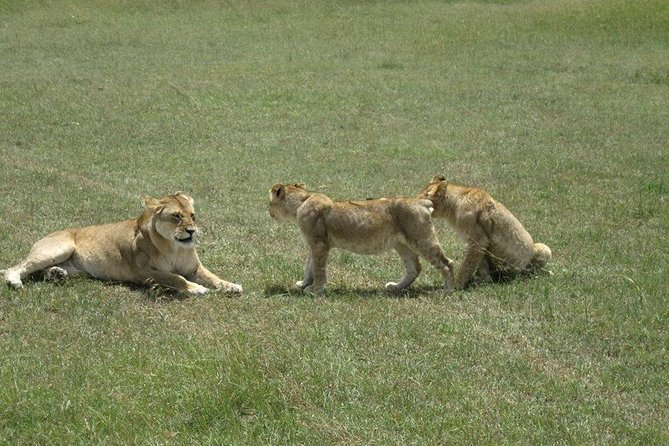 3 Days Maasai Mara Luxury Camping - The first evening game drive