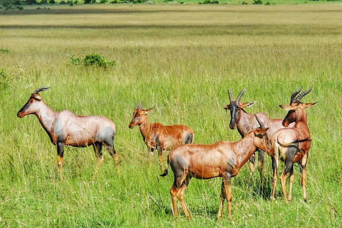 3 Days Maasai Mara Luxury Camping - What luxury camping means here