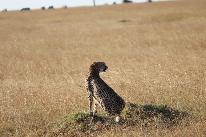 3 Days Maasai Mara Luxury Camping - The return to Nairobi