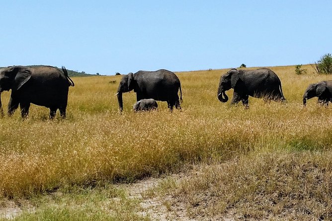 3 Days Maasai Mara Luxury Camping - Adding a Maasai village visit
