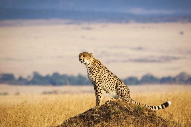 3 days Maasai Mara Luxury Safari - Private transport, comfort, and the main warning