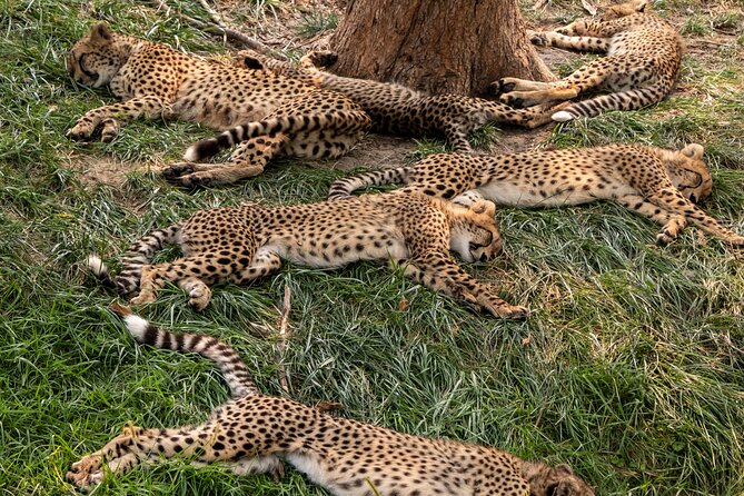 3 days maasai mara migration safari - Why three days works in the Maasai Mara