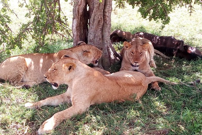 3 days Maasai Mara safari from Nairobi - Key points to know before booking