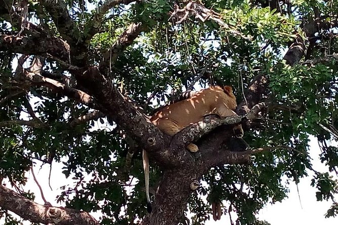 3 days Maasai Mara safari from Nairobi - A full day around the Mara River