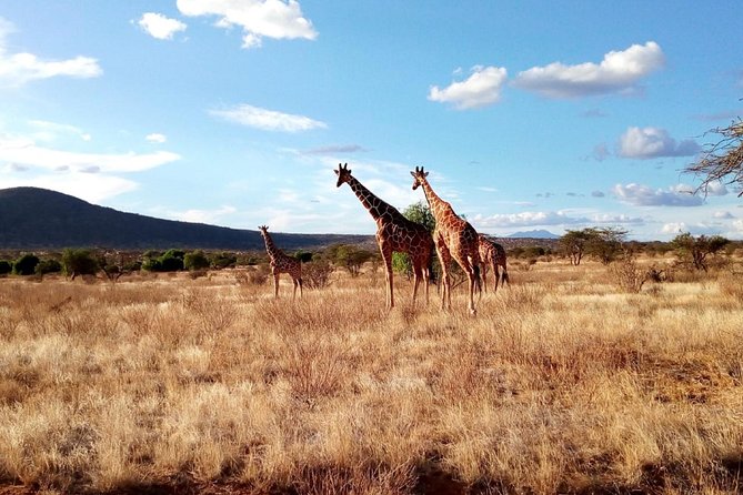 3 days Maasai Mara safari from Nairobi - Who should book this three-day safari