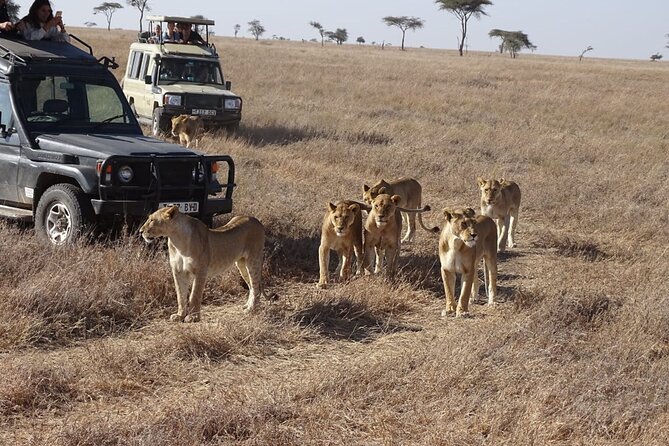3 Days Maasai Mara Small Group Safari in a 4 x4 Land Cruiser Jeep - A full day in the Maasai Mara