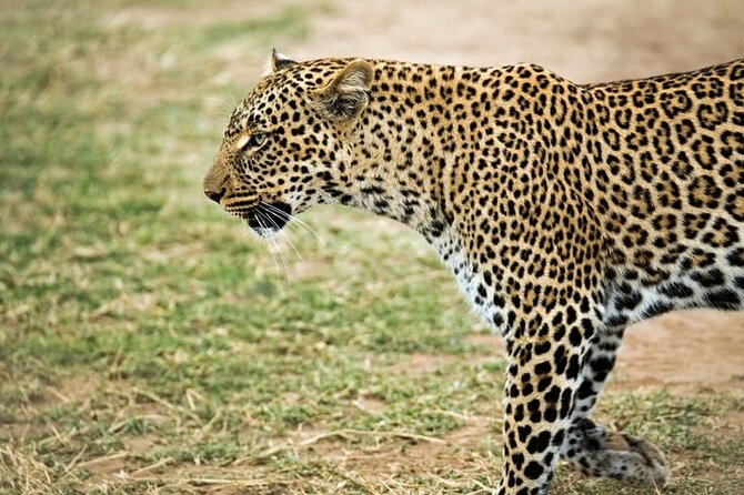3 Days Maasai Mara Small Group Safari in a 4 x4 Land Cruiser Jeep - The long road back to Nairobi