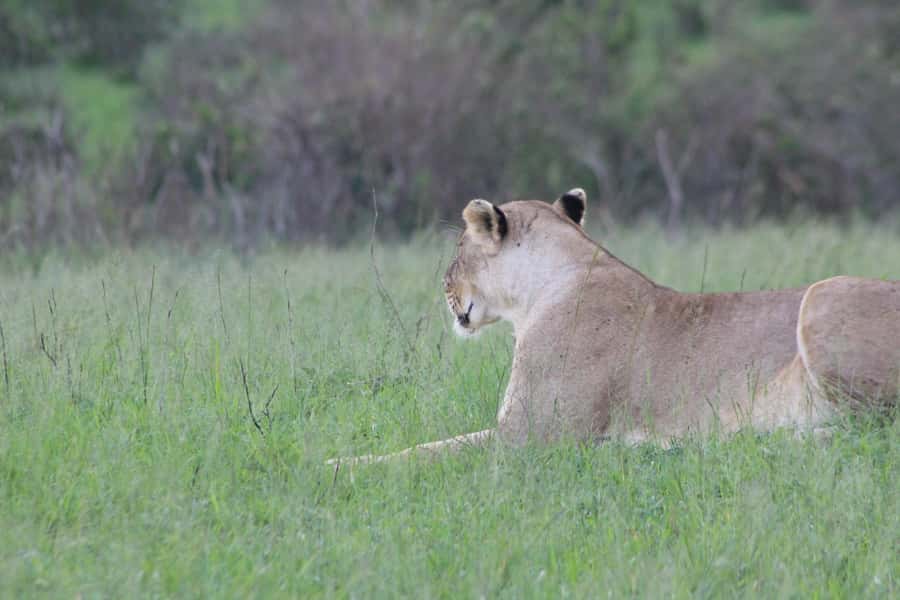 3 Days Maasai Mara Small Group Safari- Jambo Mara Lodge - Day 3: an early departure and return to Nairobi