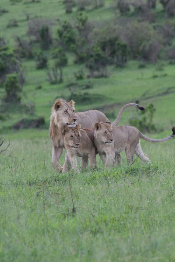 3 Days Maasai Mara Small Group Safari- Jambo Mara Lodge - Day 1: the Rift Valley viewpoint and first Mara drive