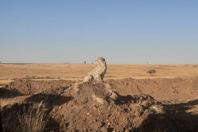 3-Days Maasai Mara unforgettable Adventure- Jeep Private Safari - Mara River, Musiara Swamp, and the Eluai Plain