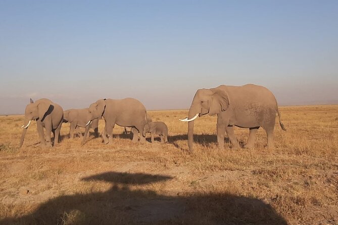 3-Days Maasai Mara unforgettable Adventure- Jeep Private Safari - The private 4x4 makes the price easier to understand