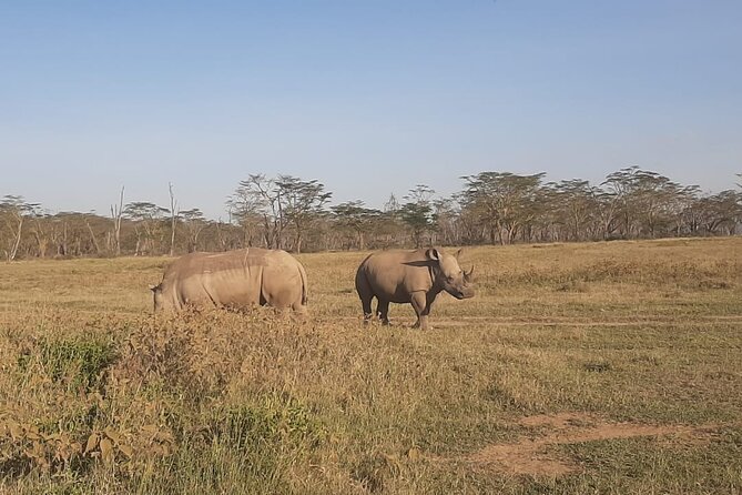 3-Days Maasai Mara unforgettable Adventure- Jeep Private Safari - Guides can shape the whole experience