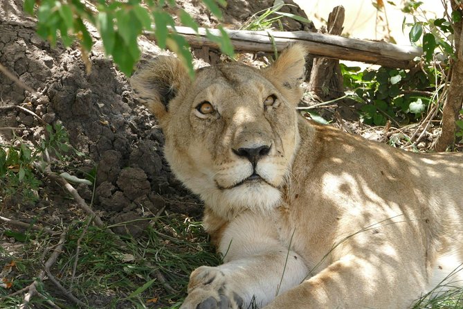 3 days Maasai Mara wildebeest migration safari - Why three days works in the Maasai Mara