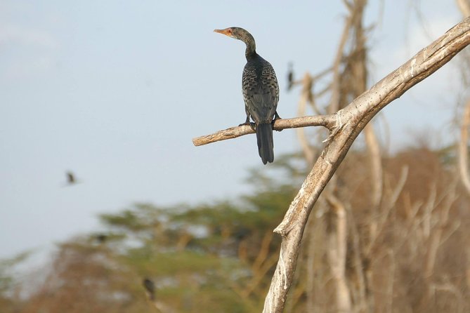 3 days Maasai Mara wildebeest migration safari - Who will get the most from this safari