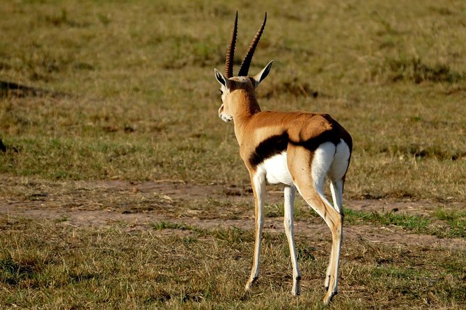 3 days Maasai Mara wildebeest migration safari - Day two: your main wildlife day