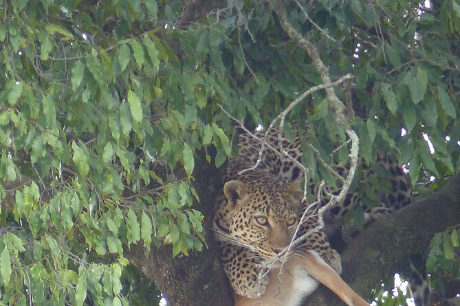 3 Days Magical Maasai Mara Private Tour - Day 1: your first 2.5-hour game drive