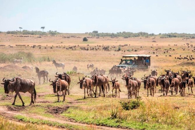 3 Days Mara Jambo Shared Safari Adventure - What the high rating tells you, and what it does not