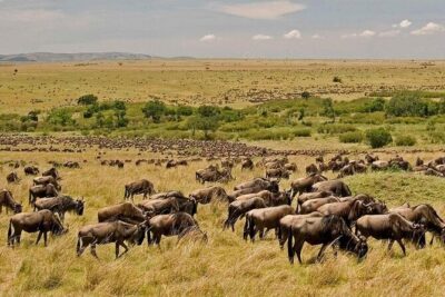 3 Days Mara Jambo Shared Safari Adventure