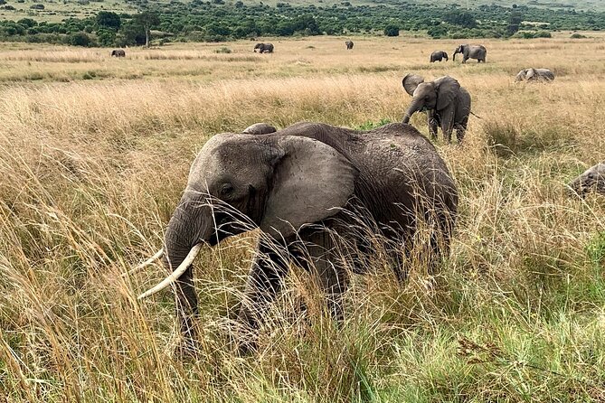 3 Days Mara Jambo Shared Safari Adventure - Who should book this Maasai Mara trip?