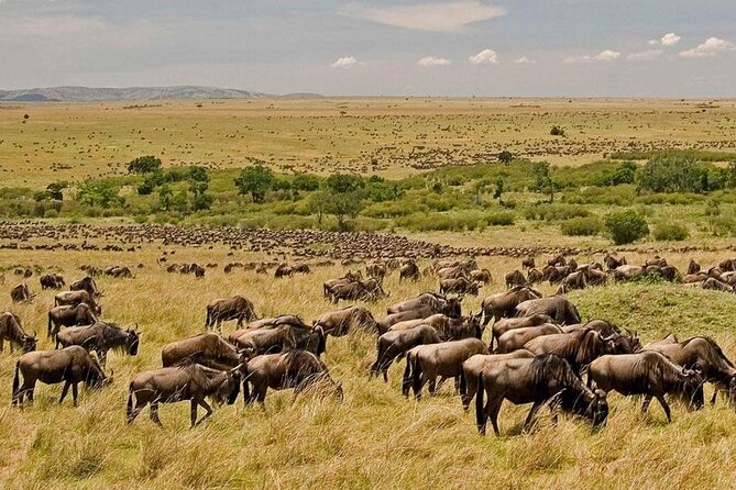 3 Days Mara Jambo Shared Safari Adventure - Day 1: Nairobi, the Rift Valley, and the first Mara drive