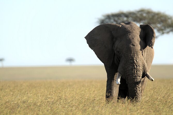 3-Days Masai Mara 4 x 4 Safari from Nairobi - The optional Maasai village visit