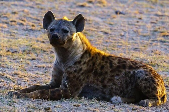 3-Days Masai Mara 4 x 4 Safari from Nairobi - Return to Nairobi after an early game drive